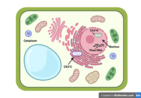 Plant cell showing the location of the virus types, N-type (nucleus) and C-type (cytoplasm). 