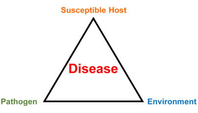 Exotic Diseases triangle