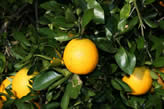 Citrus Harvesters 