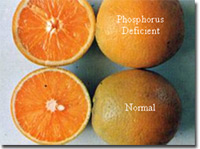 Phosphorus Deficiency