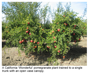 California Pomegranate