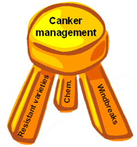 Canker Management