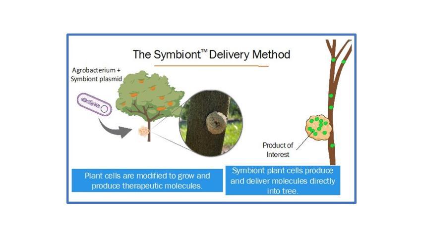 Tree being inoculated with agrobacterium and symbiont plasmid