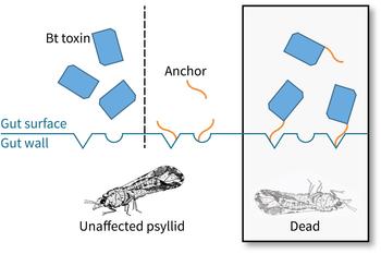 Bt toxin entering a psyllids cellular wall