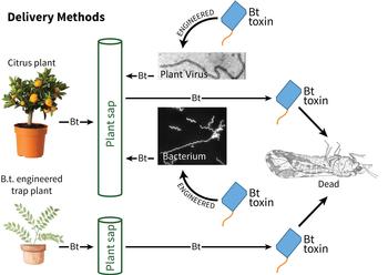 delivery methods of Bt toxin using citrus and curry plants