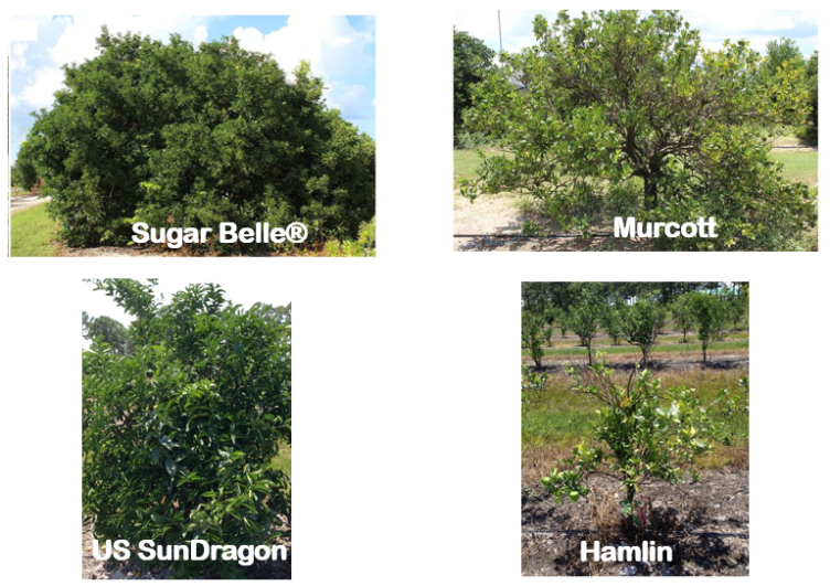 various citrus varieties with HLB tolerance as well as HLB sensitivity