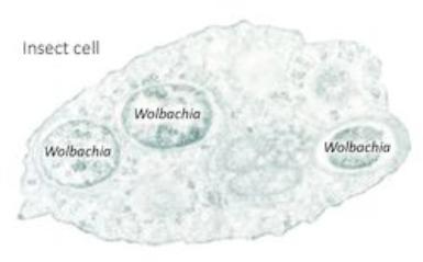 Insect cell with Wolbachia inside