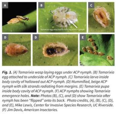 various lifestages of parasitoid Tamarixia radiata