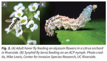 adult hover fly feeding on blossom nectar while hover fly larva feeds on psyllid nymph