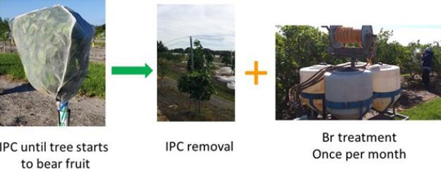 Individual tree cover and brassinosteroid applicator