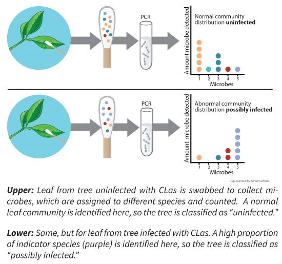infected and uninfected citrus leaf being swabed for microbes