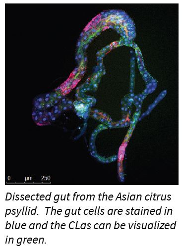 dissected psyllid gut with CLas stained in green colo