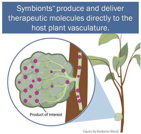 Tree being grafted with symbiont