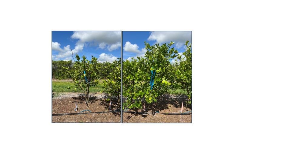 citrus tree