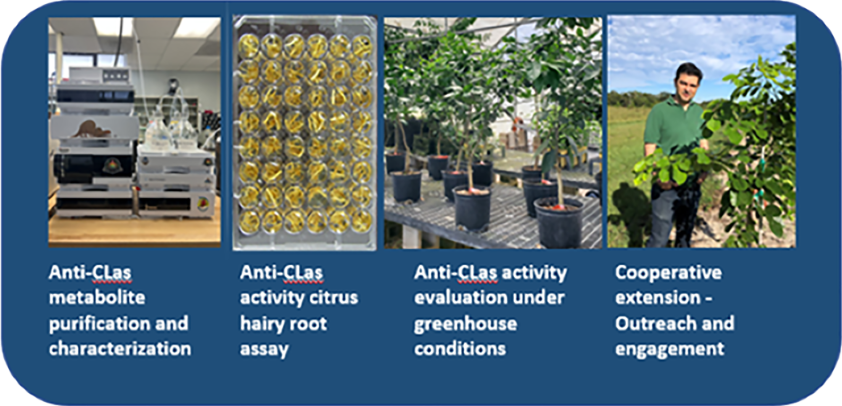 inoculated citrus plants
