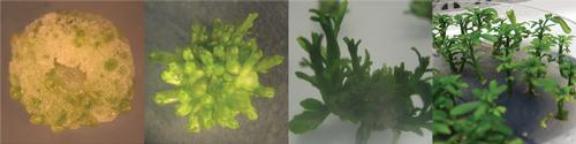 plant