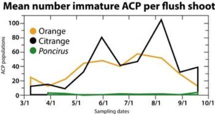 graph line with mean number of ACP per flush on various citrus variety