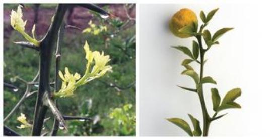citrus with young flush