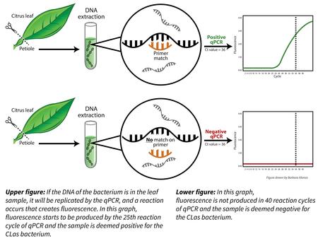 DNA cut with chemical scissors proves positive or negative through qPCR