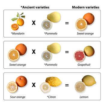 crossbreeding of citrus varieties
