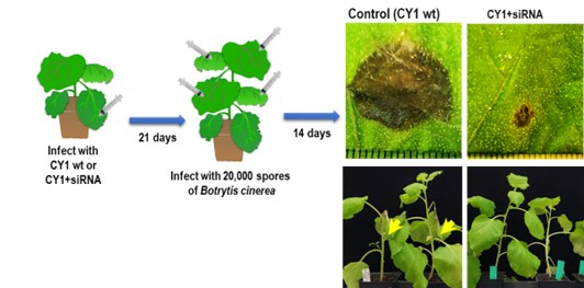 plant infected with Cy1