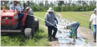 citrus growers watering in newly planted trees