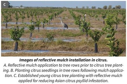 reflective mulch under citrus trees