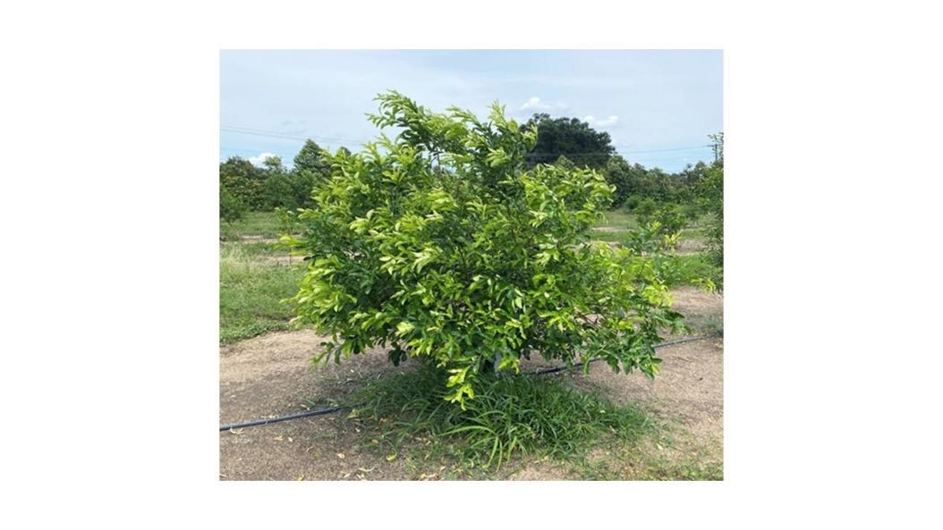 HLB resistant citrus tree