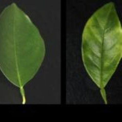healthy citrus leaf vs. starch accumulation in  HLB infected citrus leaf
