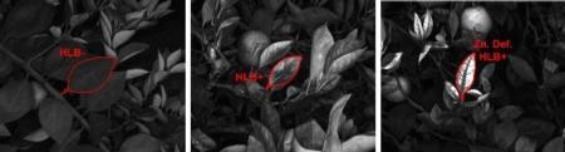 black and white contrast photo showing starch accumulation