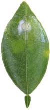 citrus greening leaf showing starch accumulation, blotchy leaf