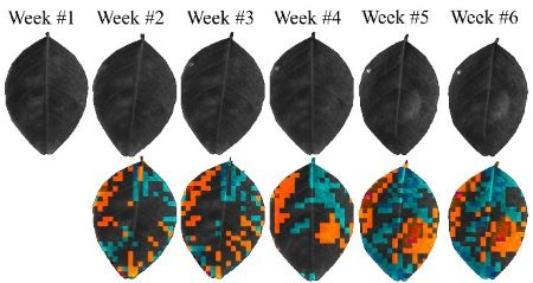polarized photography of leaves showing starch accumulation