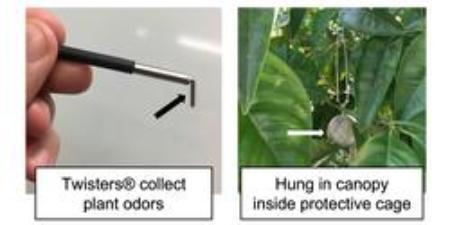 shows image of collective fiber hung in tree to collect chemical profile of tree