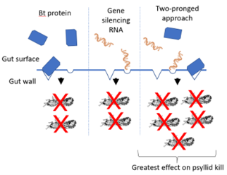 psyllid death due to Bt toxin, RNA silencing and both combined