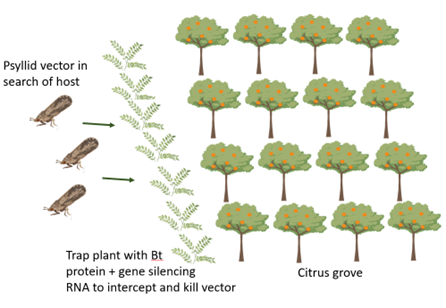 BT-curry-trap-plant lines a citrus grove.  Trap plants attract psyllids and kills them