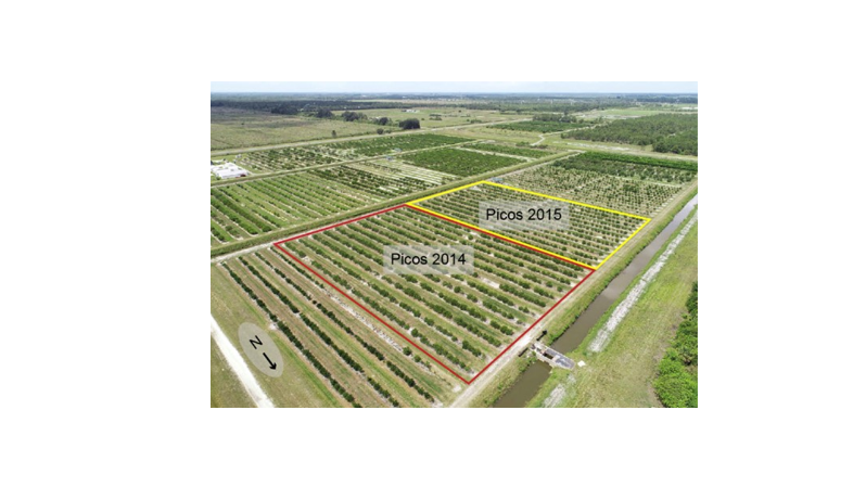 aerial view of experimental citrus grove