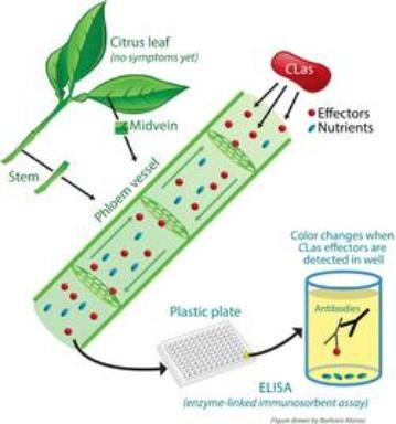 cell detection in plant sample