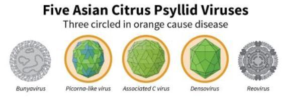 various viruses