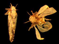 Psyllid with deformed curled leaves