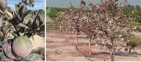 citrus tree sprayed with red Kaolin