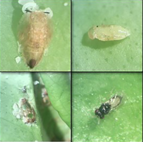 developmental stages of Tamarixia