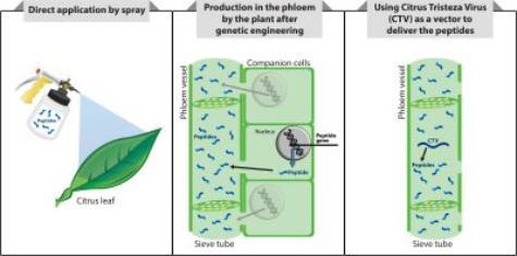 cycle of peptides in plant tissue