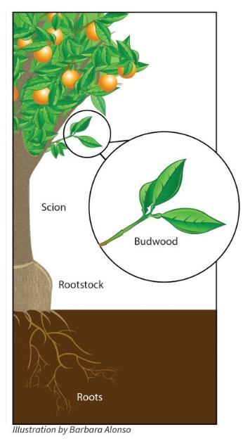 citrus tree with rootstock and scion