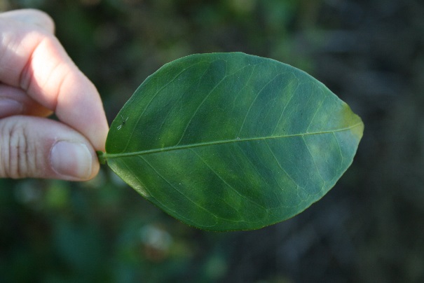 Growing Citrus in the HLB Era