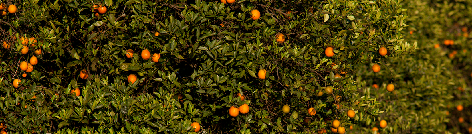 Slider Orange Hedge
