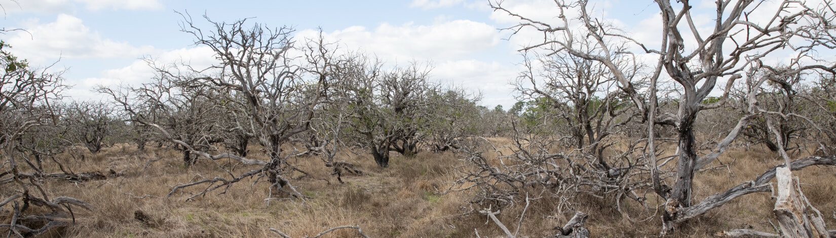 Dead citrus grove at the DeLuca Preserve