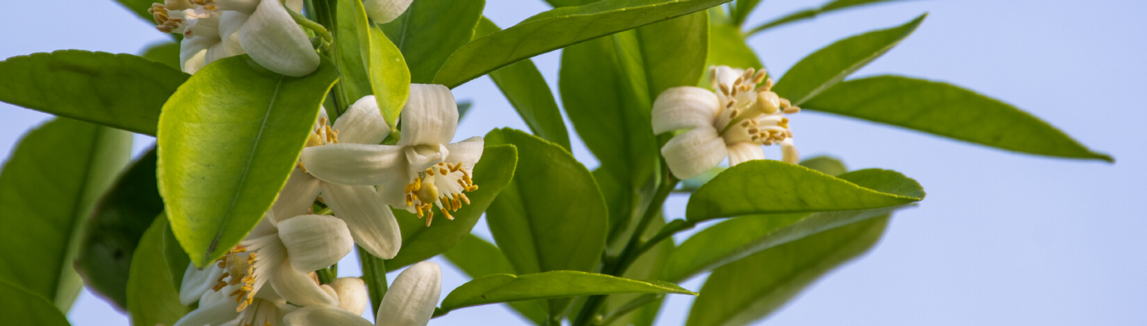 orange blossoms