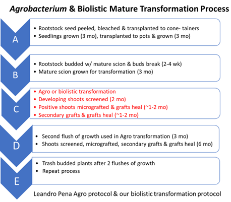 Figure 1. Workflow of Mature Transformation/Editing