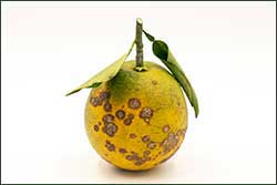 Citrus diseases