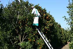 Ladder Safety